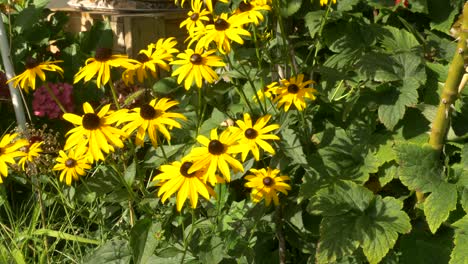 A-bed-of-rudbeckia-hirta-flowers-are-weighing-in-the-wind