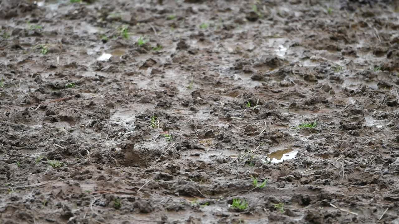 Wet Muddy Earth with Small Puddles and Sparse Green Grass