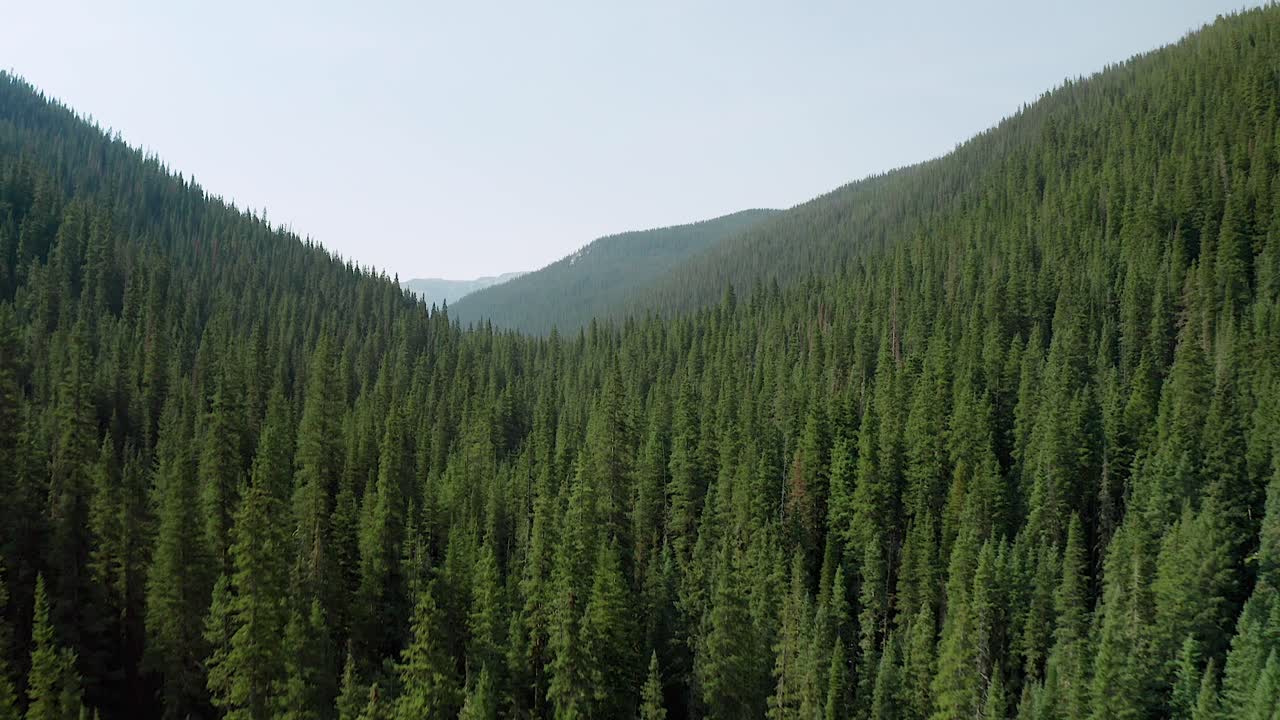 Aerial footage rising over a vast evergreen forest in Colorado