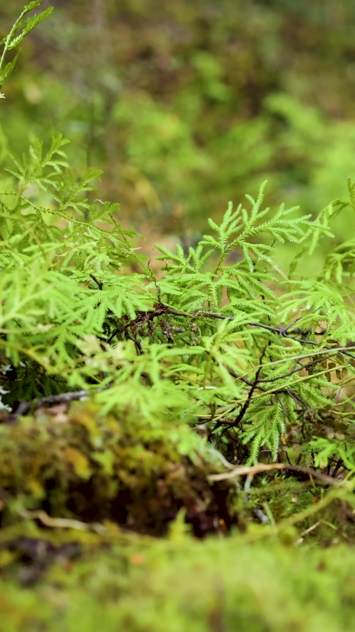 Inquadratura verticale dettagliata di felci e muschio verde lussureggiante che crescono sul suolo di una foresta.