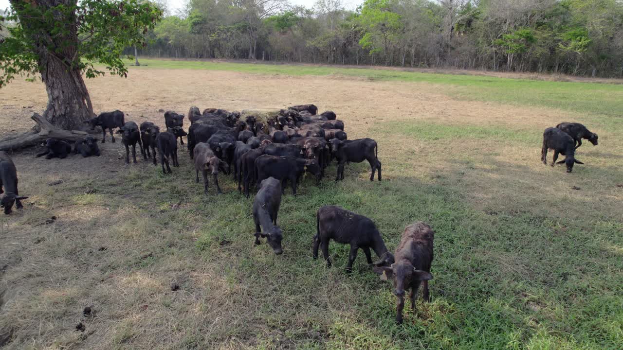 Authentic Rural Life: Water Buffaloes in Their Natural Habitat