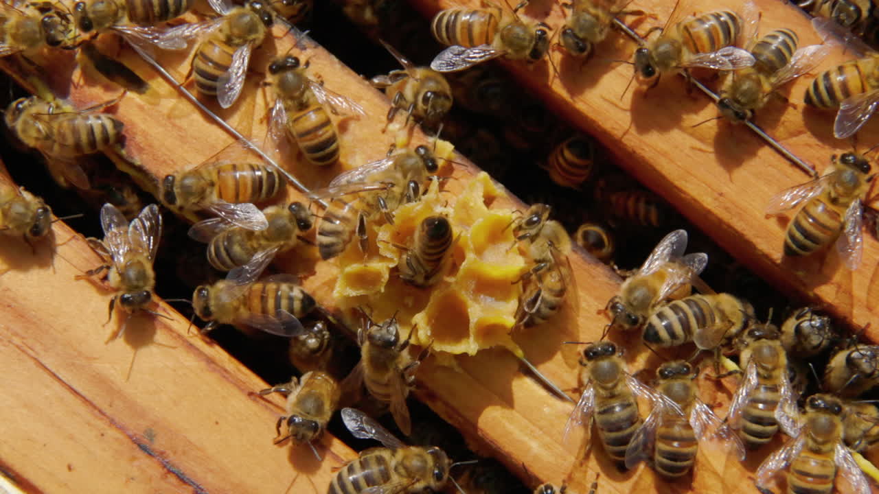 Worker bees inside a hive are hard at work building new combs of wax. Honey bees transform nectar into honey