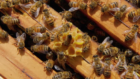 worker bees inside a hive are hard at work building new combs of wax. honey bees transform nectar into honey