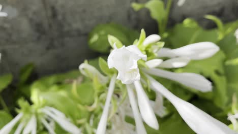 close up shot of white petal flower with plants from backyard in background