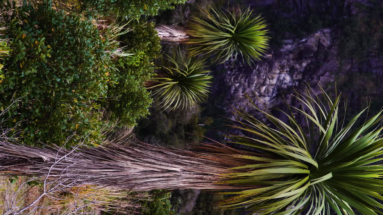 tiro de cardán vertical de vegetación exótica de milford sound, cordyline australis