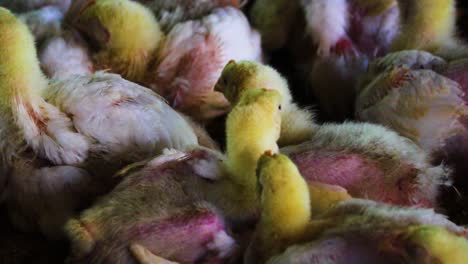 close up view of huddled chicks at poultry farm