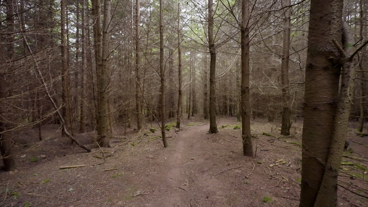 Forest Path in Woods