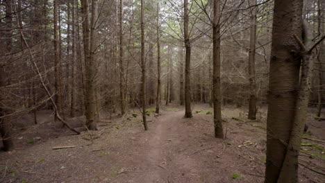 forest path in woods