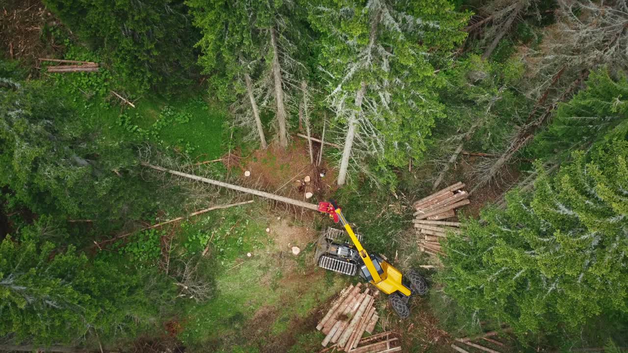 Overhead Shot Of Machine Cutting Down Tree In Green Forest, Deforestation