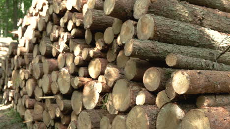 raw cut wood for furniture manufacturing industry