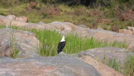 African-Fish-Eagle-Perched-on-Rocks-in-Sub-Saharan-Africa