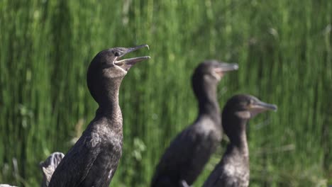 close up of a group of neotropic cormorants performing a long calling courtship display during breeding season