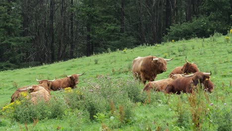 Highland-Scottish-cows-also-known-as-Hielan-coo-or-Bo-Ghaidhealach-grazing-themselves-on-the-green-grass-pastures-in-Scotland