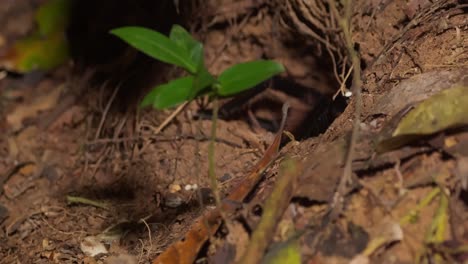 A-chicken-spider-quickly-moves-to-hide-in-its-burrow,-following-shot