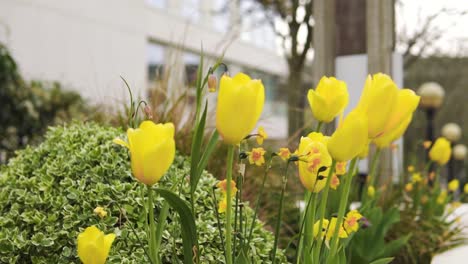 Schöne-Leuchtend-Gelbe-Tulpen-In-Der-Umgebung-Der-Stadtmetropole-Als-Dekoration-Auf-Der-High-Street-Bei-Bewölktem-Wetter-In-Zeitlupe