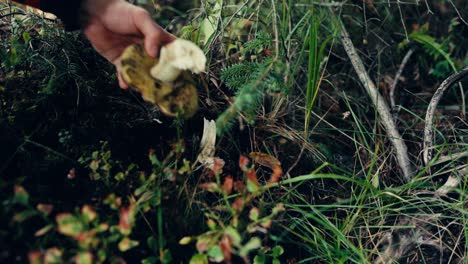 Harvesting-Suillus-Luteus-in-Indre-Fosen,-Norway---Close-Up