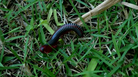 millipede on the grass