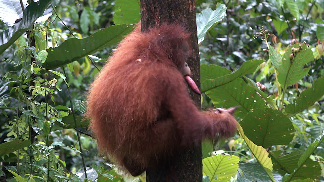 Simpatico orangutan si arrampica su un albero con cibo tra le mani e in bocca.