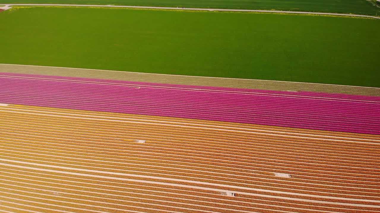 antena de ordenadas y coloridas hileras de tulipanes en el campo