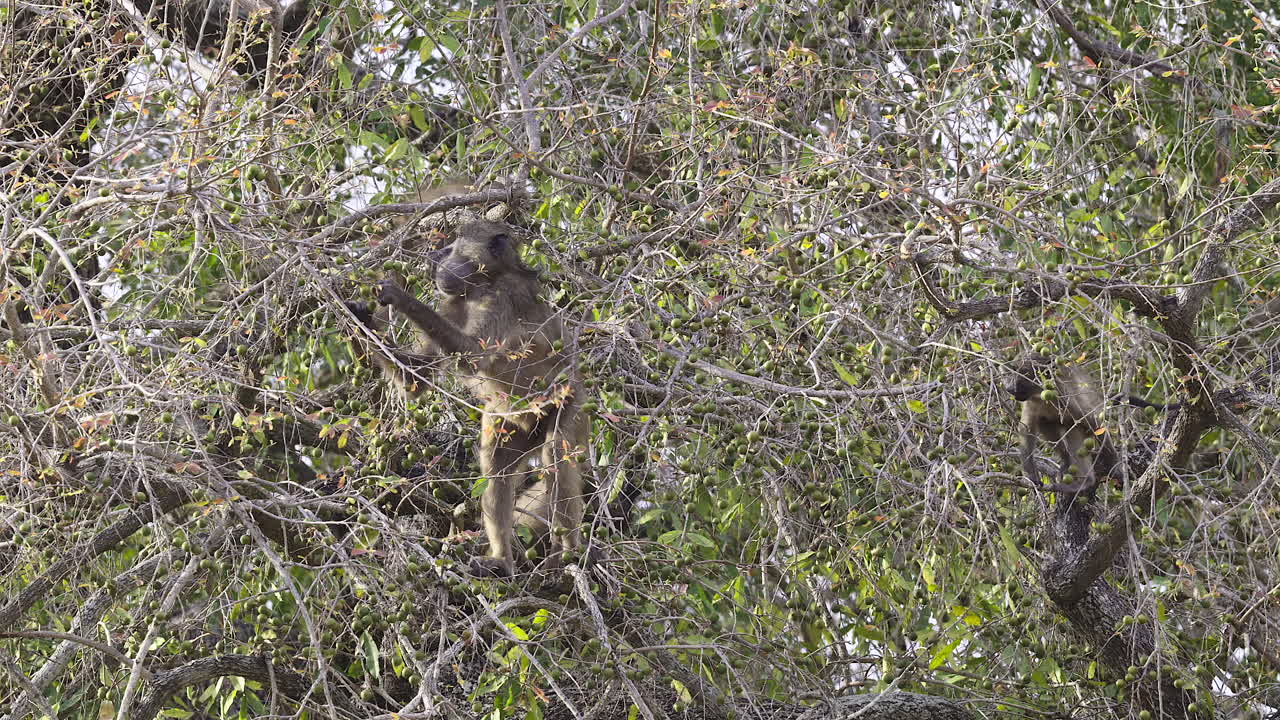 babuino chacma recogiendo frutos de marula de un árbol, adulto con la boca llena