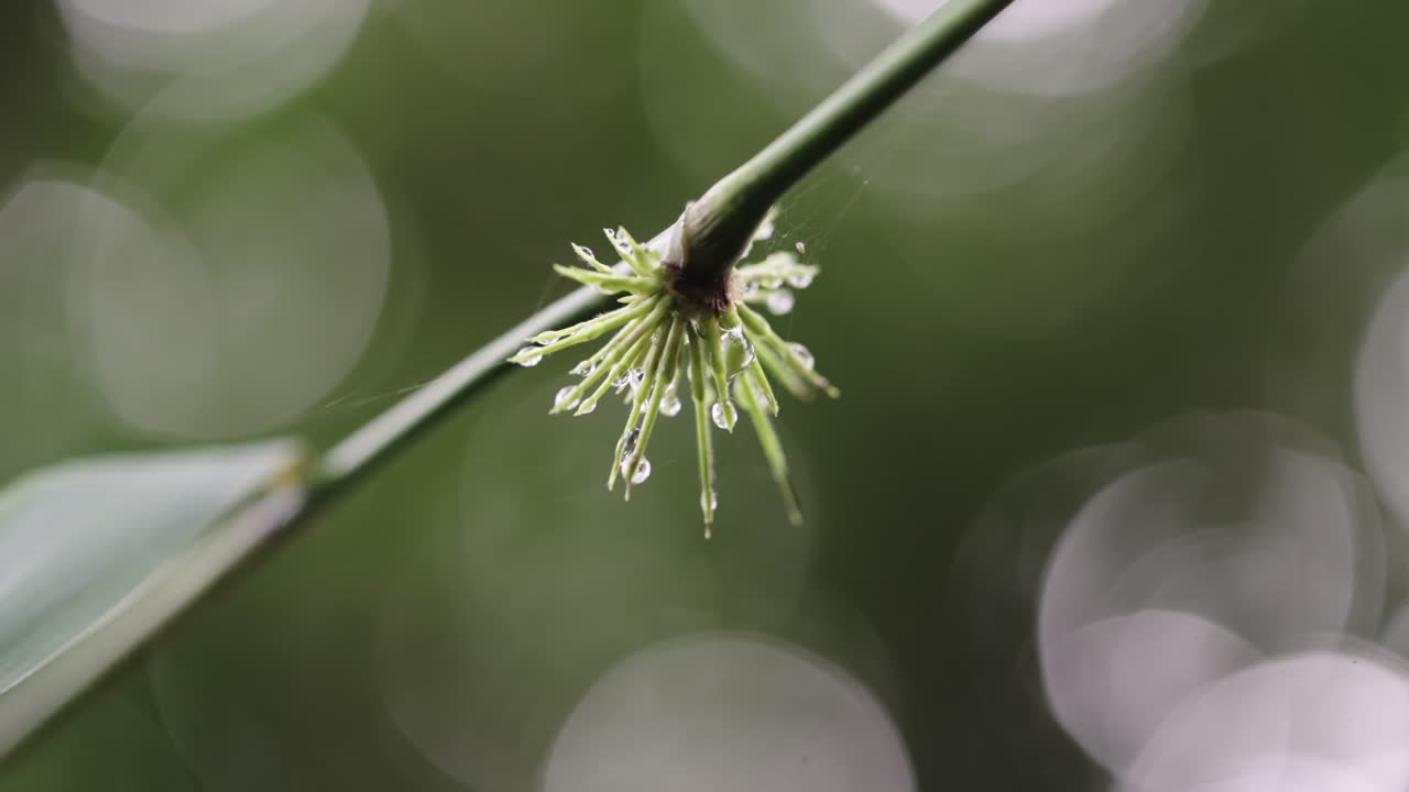 macro tiro de rocío en una rama con pequeñas hojas verdes, copiar el espacio
