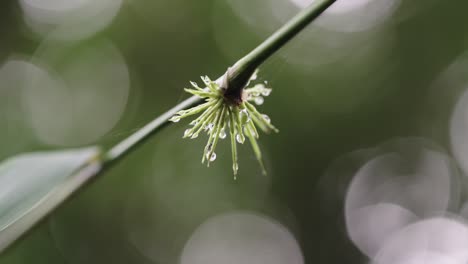 Macro-shot-of-dew-on-a-branch-with-small-green-leaves,-copy-space