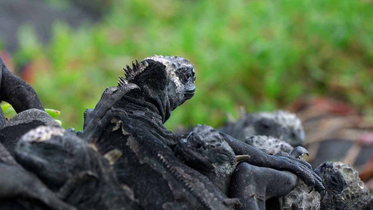 A group of wild marine iguanas sit on top of each other on Santa Cruz Island in the Gal&aacute;pagos Islands