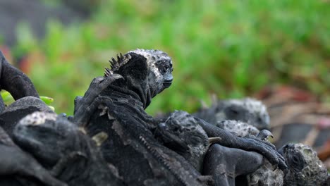 eine gruppe wild lebender meeresiguanas sitzt auf der insel santa cruz in den galápagosinseln übereinander.