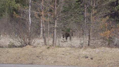 slow motion shot of a bull moose walking into a forest during spring