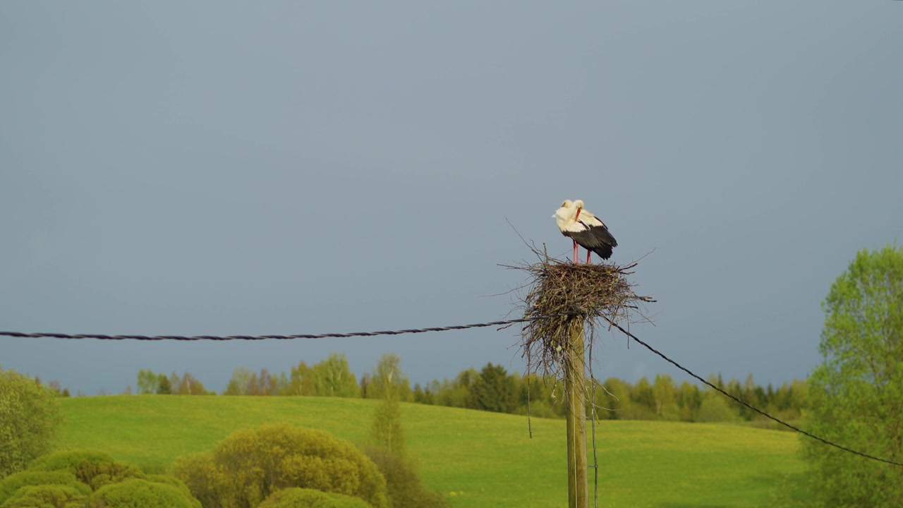 Coppia di cicogne bianche in piedi su un palo di servizio rustico coperto da un nido di ramoscelli, che si affaccia su un prato verde panoramico sotto un cielo azzurro nuvoloso.