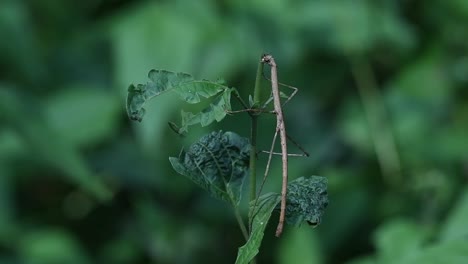 Macro-landscape-of-a-wild-Stick-Insect,-Phasmatodea,-Phasmida,-slowly-devouring-stem-of-a-green-shoot-in-a-natural-tropical-forest,-Thailand-Asia