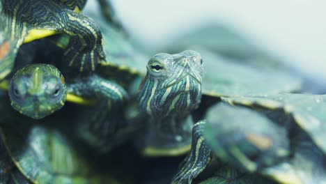 close-up of baby turtles