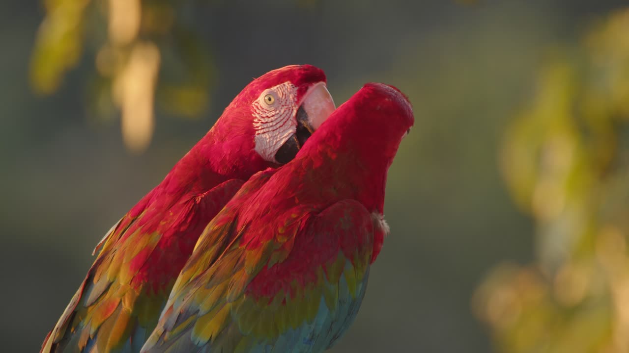 A pair of Green-Winged Macaws strengthens their bond with gentle preening on a perch in Peru’s rainforest at tambopata