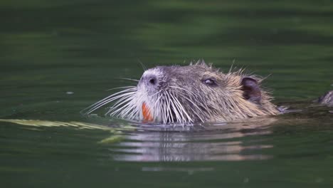 Nahaufnahme-Eines-Nutria,-Der-Mit-Seinen-Großen-Orangefarbenen-Zähnen-Grüne-Blätter-Frisst,-Während-Er-Auf-Einem-Teich-Schwimmt