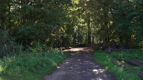 Standing-on-a-path-between-grassland,-in-front-of-a-forest-with-green-trees-on-a-sunny-day,-static-shot