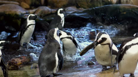 Penguins-in-their-enclosure