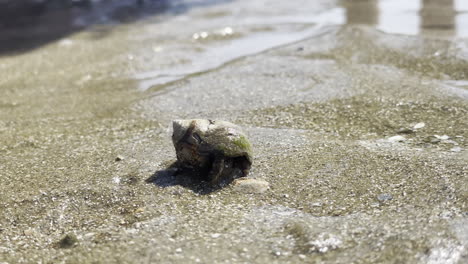 Closeup-shot-of-a-small-hermit-cram-crawling-away-and-hiding-in-its-shell,-low-tide-wet-sand-beach