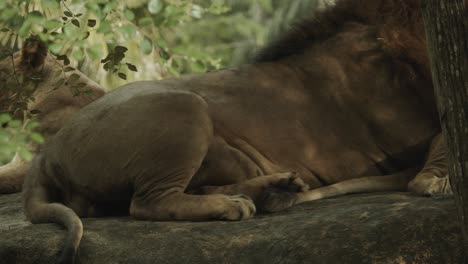 male lion on ground behind tree in africa grassland