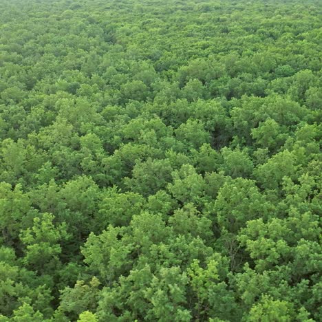 tree forest from above