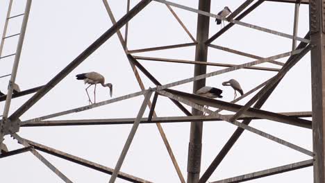 cigüeñas asiáticas de pico abierto encaramadas en una torre de andamio de metal