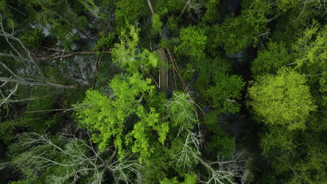 Lush-green-trees-in-big-cypress-tree-state-park,-tennessee,-usa,-aerial-view