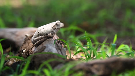 Side-View-Of-Grey-Foam-nest-Tree-Frog-In-African-Savanna