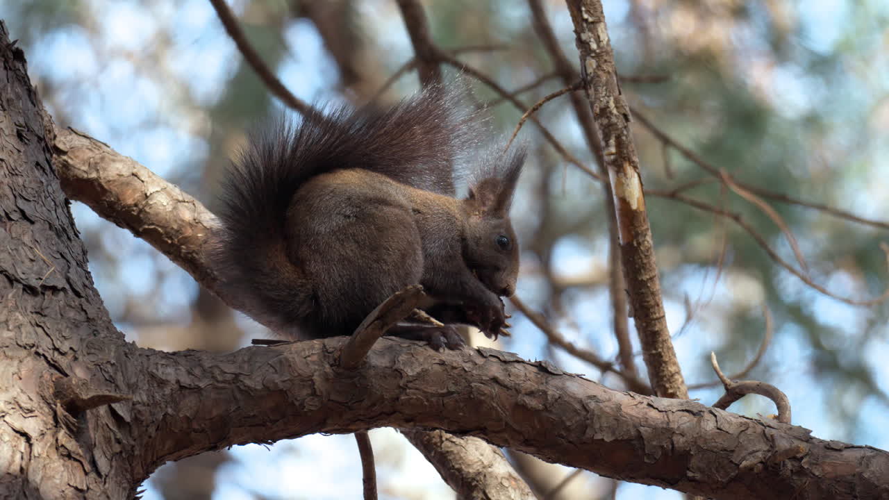 ardilla roja euroasiática comiendo nuez sentada en la rama de un pino - alejándose