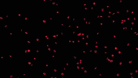 red rose petals falling on black/green background