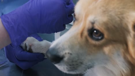 veterinarian team bandages the paw of a sick corgi dog