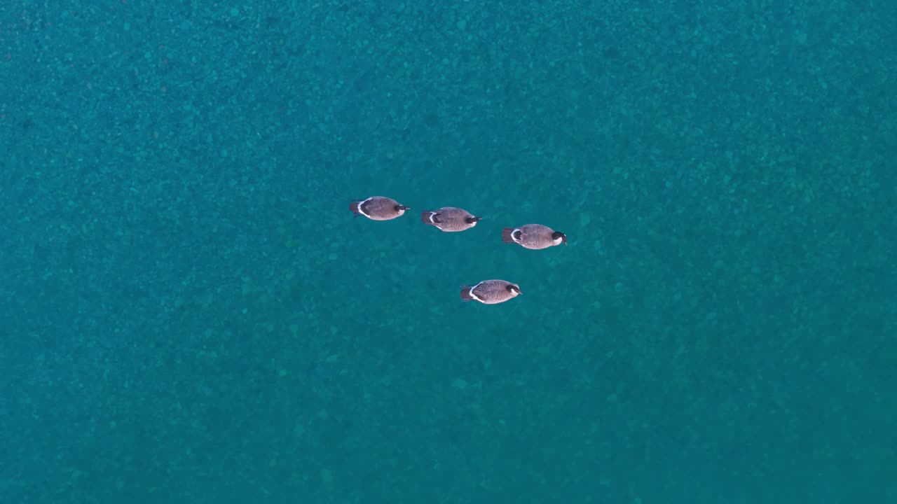an aerial drone shot of a group of four Canadian geese swimming on the blue waters of Lions Bay, British Columbia, Canada