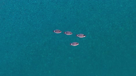 an aerial drone shot of a group of four canadian geese swimming on the blue waters of lions bay, british columbia, canada