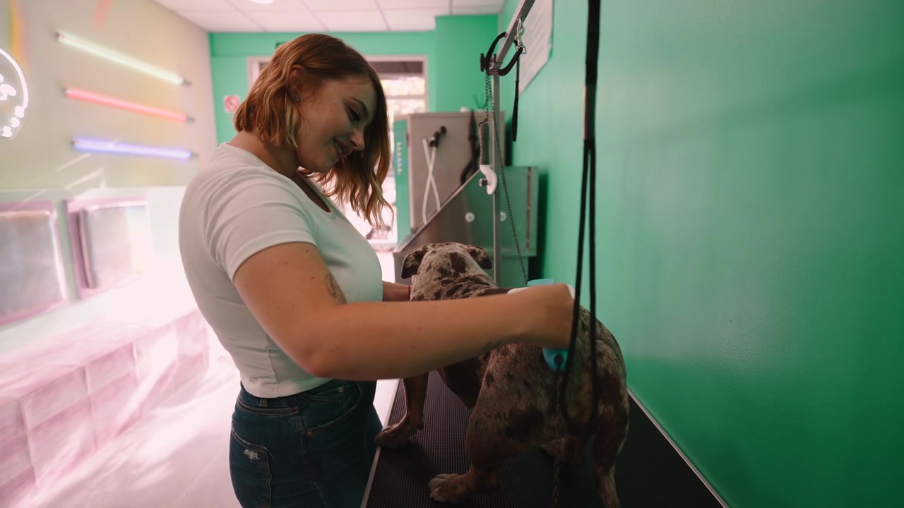 Toelettatore professionista che spazzola un bulldog francese in un centro di toelettatura per animali.