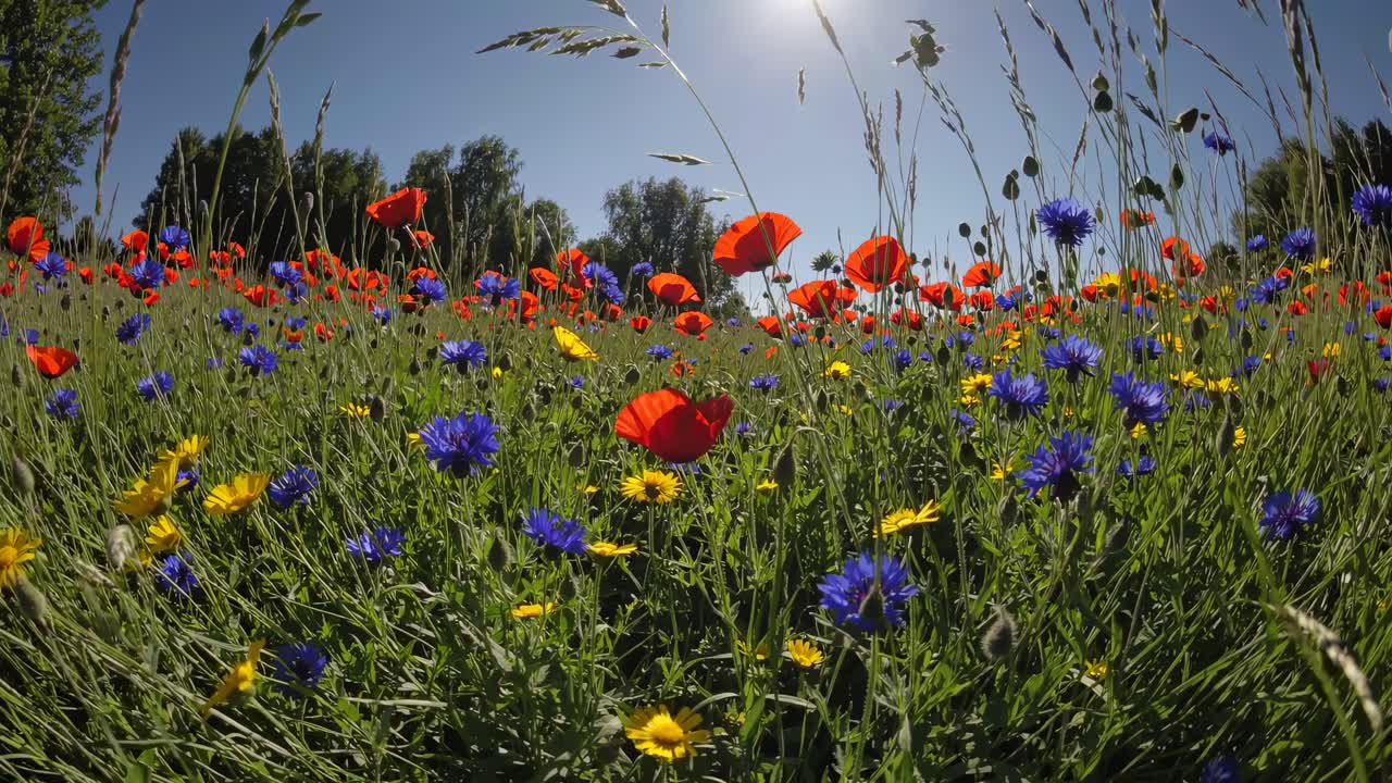 Prato fiorito vivace con papaveri e margherite sotto un cielo sereno