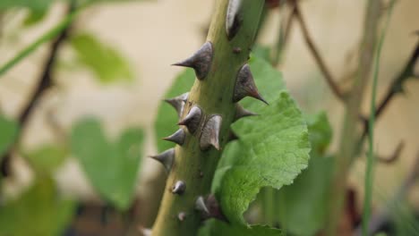 Thorns-on-rose-stem,-close-up,-panning-vertical